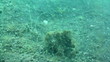 Frog Fish