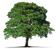 green tree