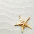 sand background with shells and starfish