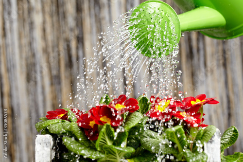 Photo: Close up on water pouring from watering can onto blooming flower Close up on water pouring from watering can onto blooming flower