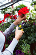 Florist woman cutting flowers.