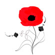 red poppy in isolation