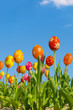 Fröhliche Ostern, Fotomontage, Ostereier, Tulpenbeet