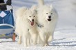 Sled dog Race in Lenk / Switzerland 2012