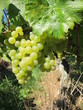 grappe de raisin
