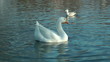 Video: White goose and birds swimming White goose and birds swimming