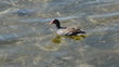 Common moorhen in the Florida Everglades
