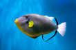 Photo of exclusive Triggerfish