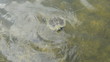 Turtle swimming in lake