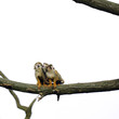 Common squirrel monkey