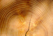 Wood cutted trunk texture