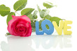 Red Rose and the text of LOVE
