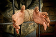 Photo: Man with hands tied with rope Man with hands tied with rope