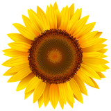 Vector sunflower.