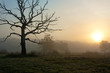 Foggy morning with tree Foggy morning with tree
