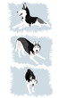 Siberian Husky 2