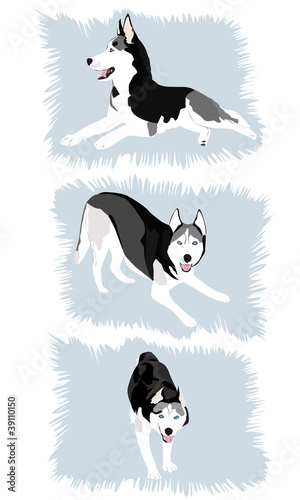 Vector: Siberian Husky 2 Siberian Husky 2
