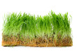 green grass