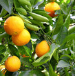 Arance nel albero, frutta, alimentazione.