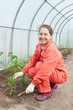 gardener in spring  hothouse