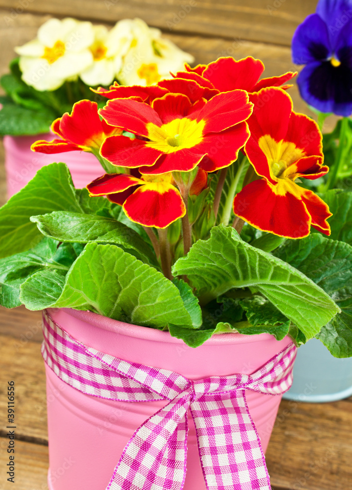 Frühling
