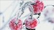 Falling snow and red cherries
