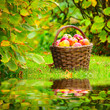 Red and yellow apples in the basket on rural garden. Red and yellow apples in the basket on rural garden.