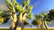 African baobab