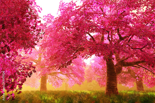 Illustration: Mysterious Cherry Blossom Trees Mysterious Cherry Blossom Trees
