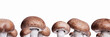 Champignongs Panorama