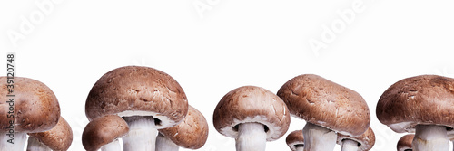 Photo: Champignongs Panorama Champignongs Panorama