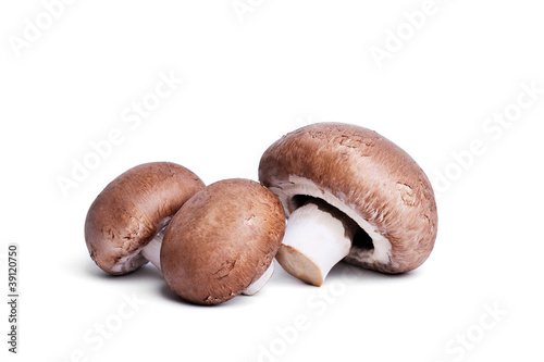 Photo: Champignons Champignons