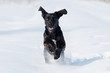 Foto: dog in the snow dog in the snow