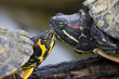 Trachemys scripta elegans - Red-Eared Sliders