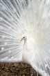 White peacock displaying hers colorful feathered tail