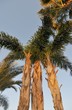 Photo: Palms Palms