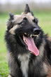 berger belge tervueren agressif berger belge tervueren agressif