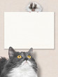 Grey cat look on white hamster