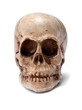 skull skull