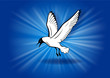 flying blue