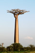 Foto: baobab tree baobab tree