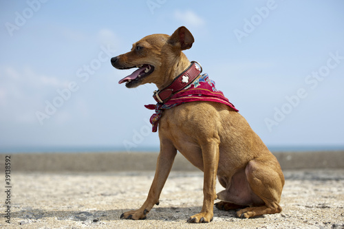 Photo: Rehpinscher Rehpinscher