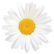 Oxeye Daisy Leucanthemum vulgare Lam. Isolated Macro Closeup