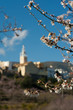 Flowering almond trees