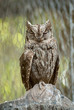 Scops owl (Otus scops)