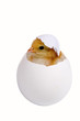 Chicken in a shell