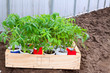 tomato seedling in cans tomato seedling in cans