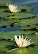 lilies between leaves