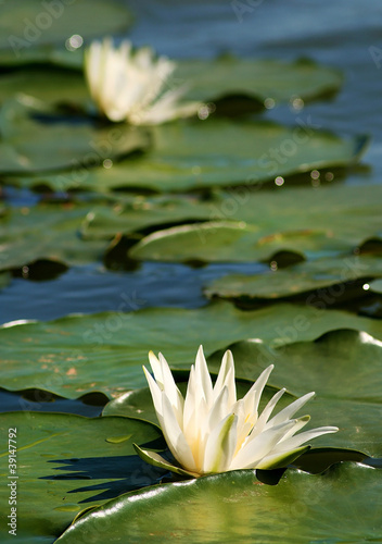 Photo: lilies between leaves lilies between leaves