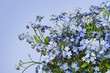 Forget me nots Myosotis spring background